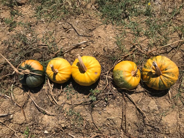 פסטיבל הדלעת באוקטובר בבולגריה